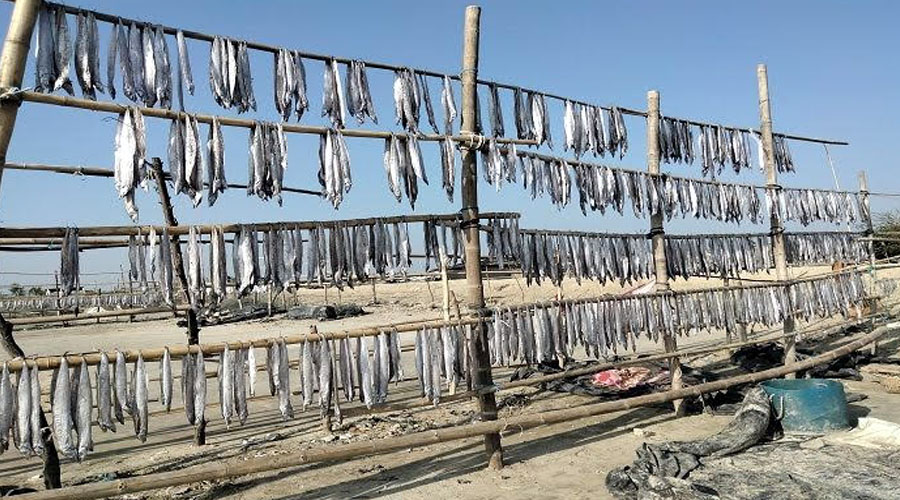 সোনাদিয়ায় চলছে বিষমুক্ত শুঁটকি উৎপাদন; বেড়েছে ব্যস্ততা